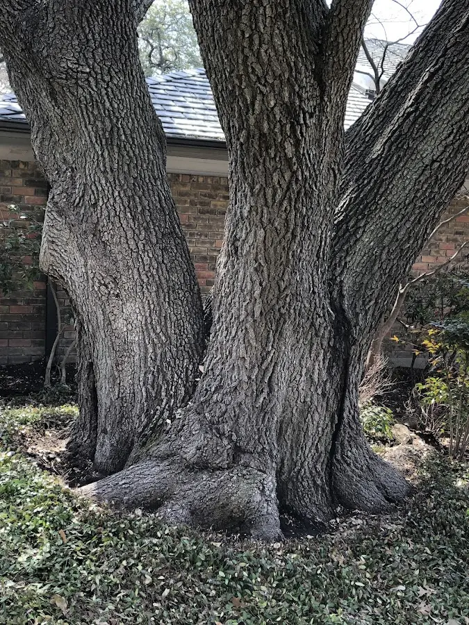Mature heritage tree close to a Downieville property cared for by certified arborists